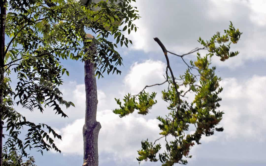 Why Work With a Tree Firm for Tree Trimming?