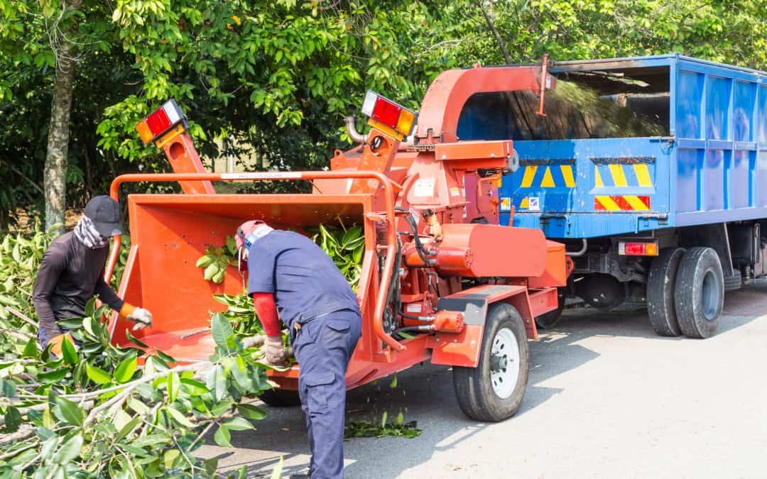 Tree Removal The Ultimate Guide
