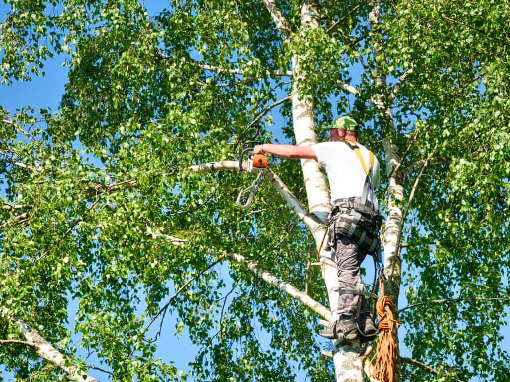 Tree Trimming Chattanooga