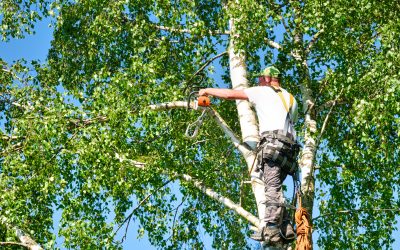 How to Discover a Tree Trimming Service