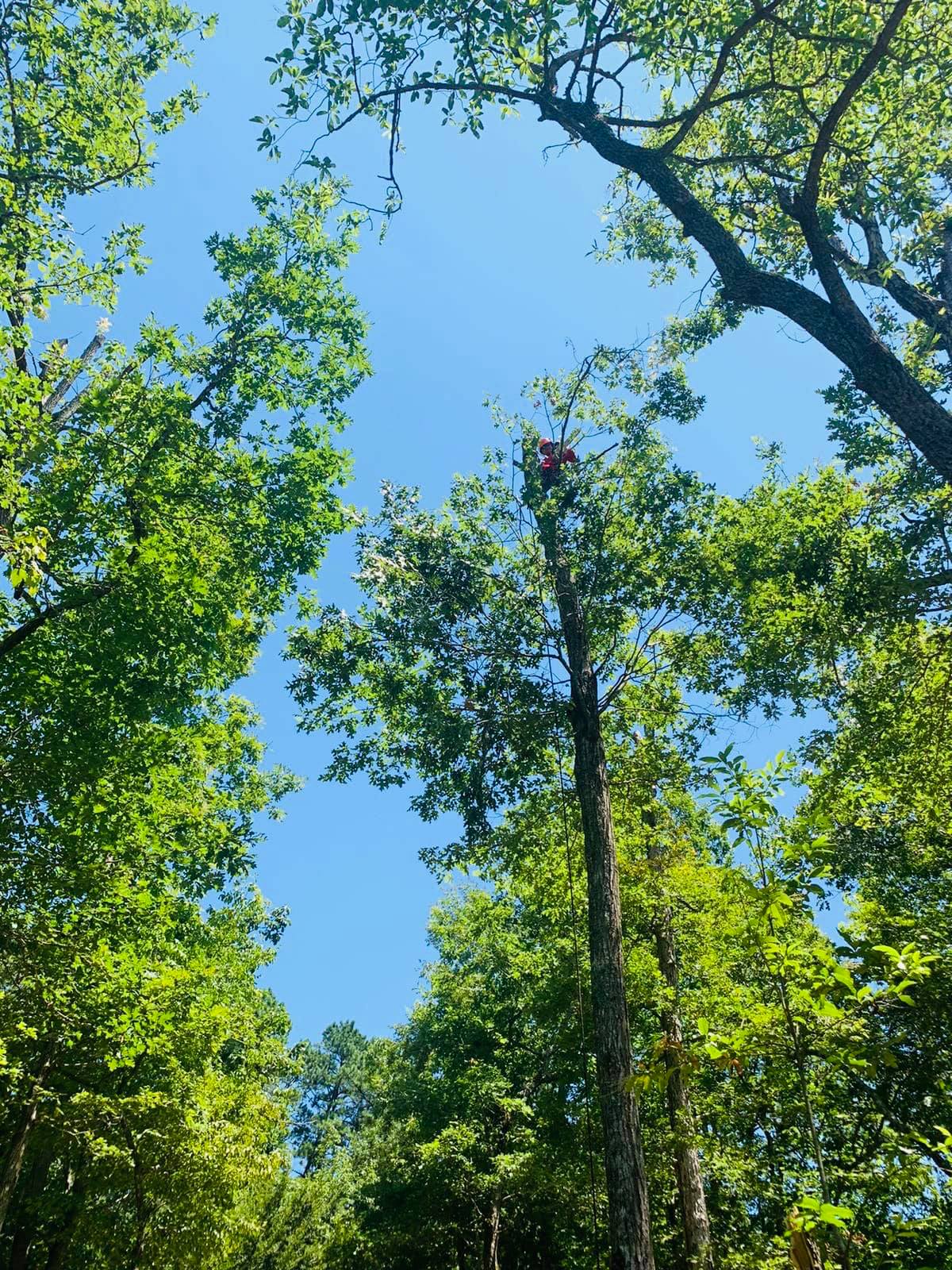Tree-Trimming