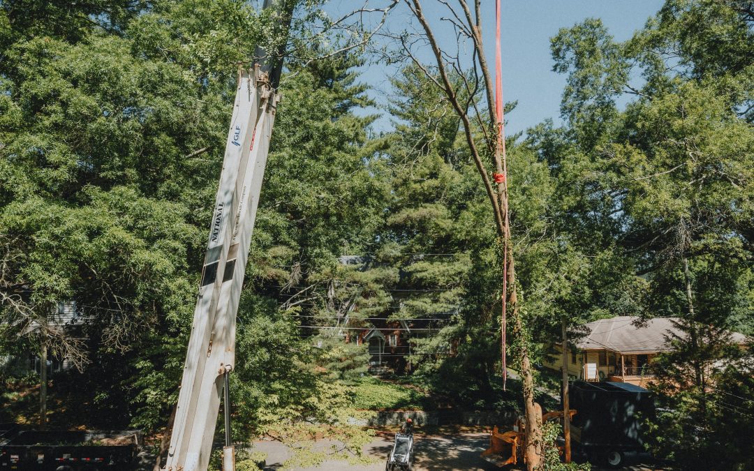 How Are Tree Stability Assessments Conducted Before Using Cranes