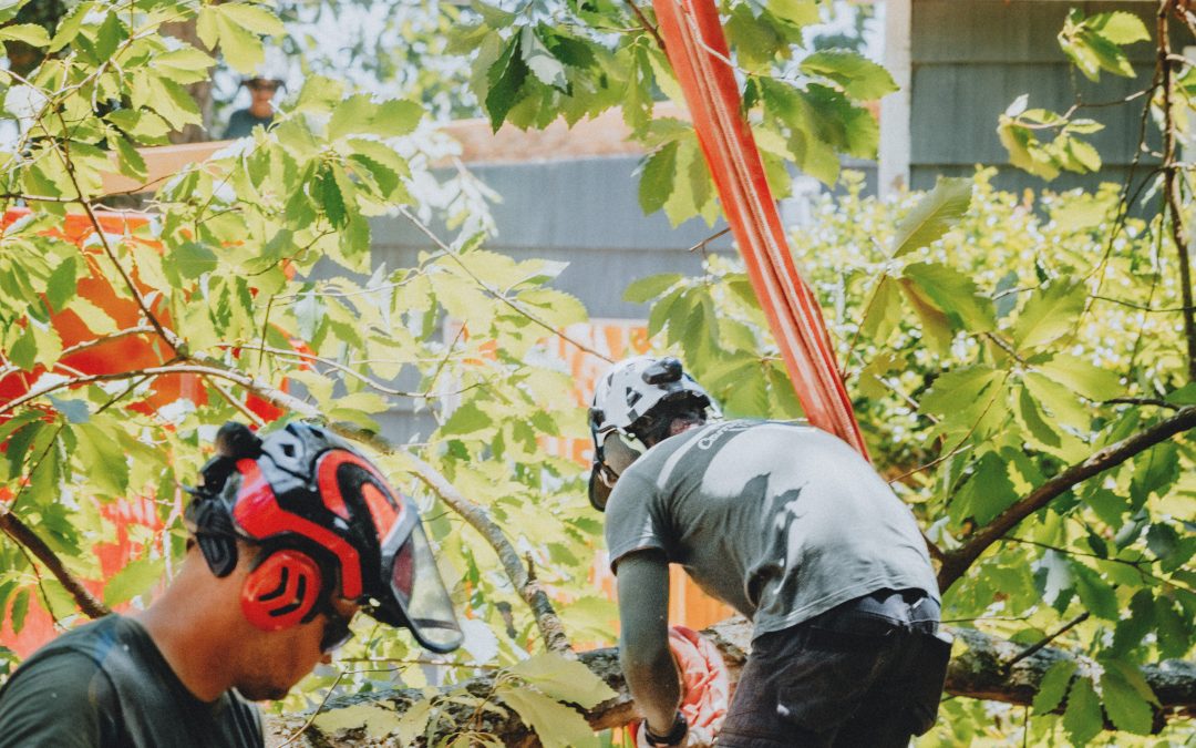 What Are the Best Practices for Disease Prevention in Tree Maintenance