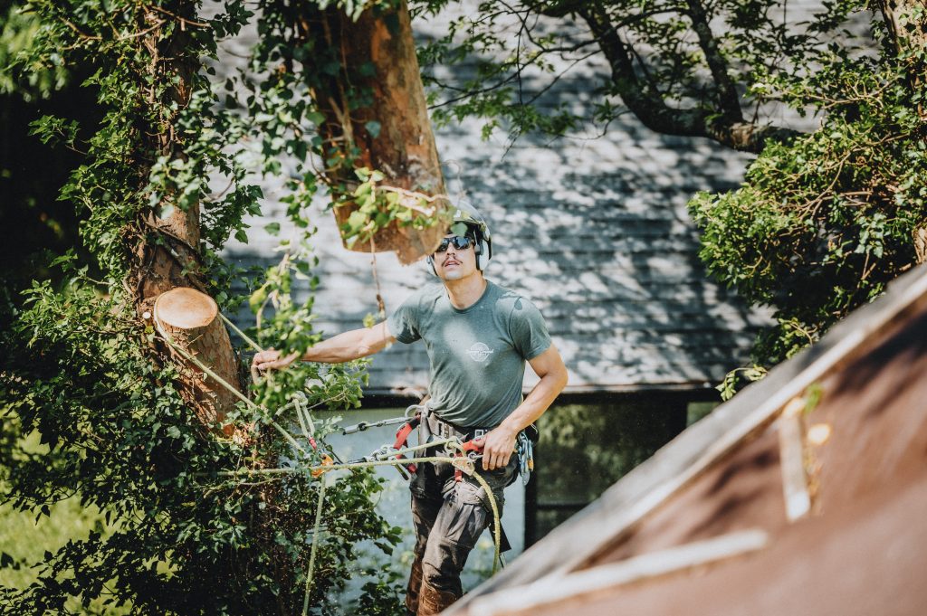 Tree Removal Hixson