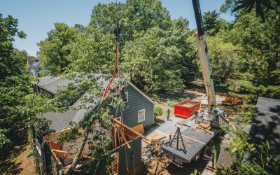 Tree Trimming: What to Expect From it