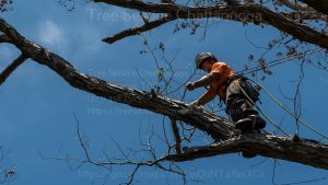 Tree Trimming Chattanooga