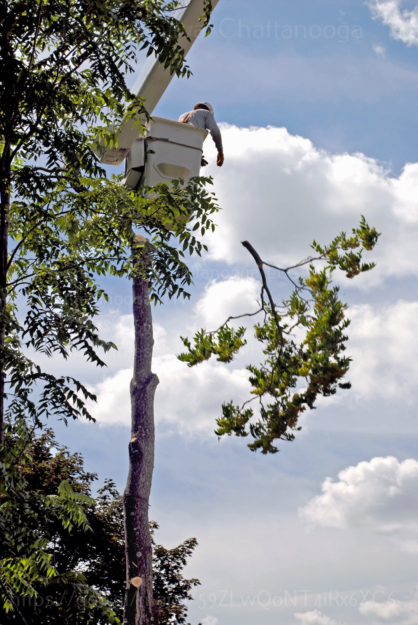 Ooltewah Tree Service Tree Trimming Chattanooga