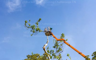 How Often Should Trees Be Trimmed for Optimal Health