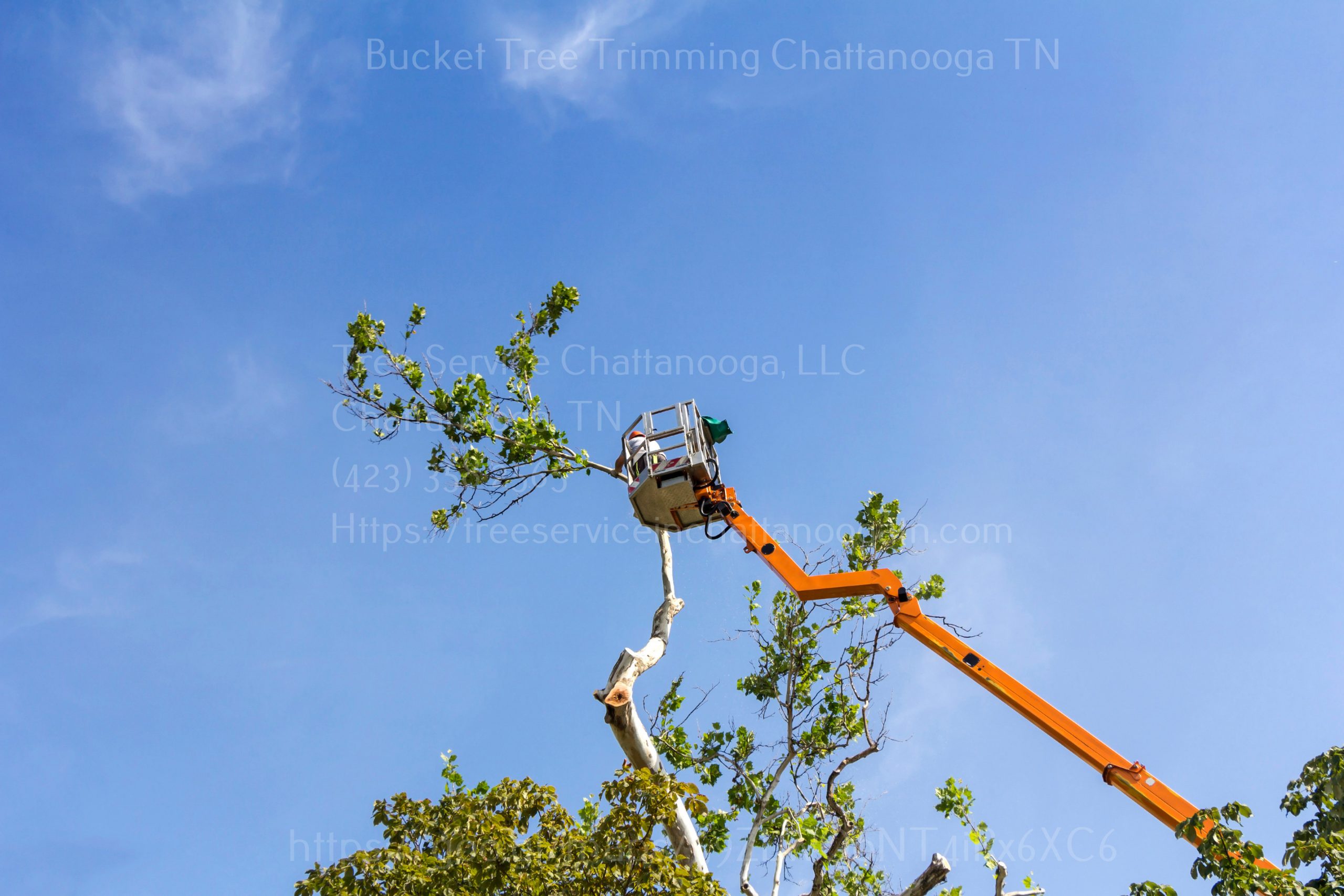 Trimming trees with a chainsaw Tree Removal Chattanooga