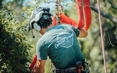Tips For Trimming Your Trees Safely