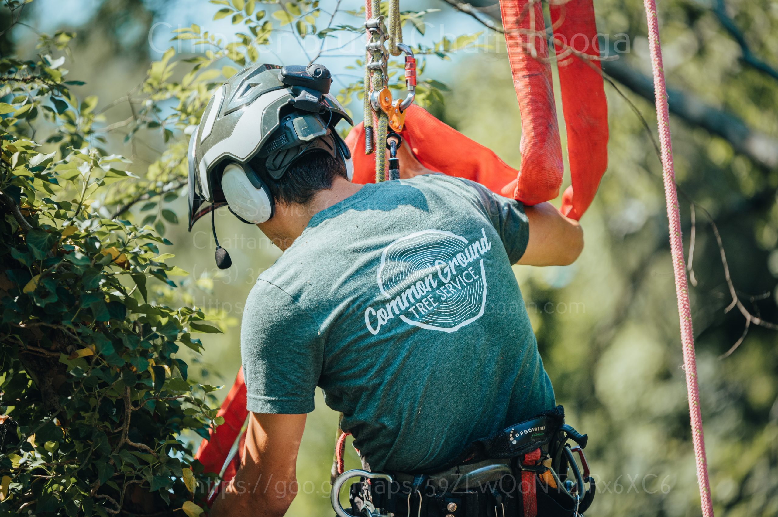 Arborist Chattanooga Chattanooga Tree Removal