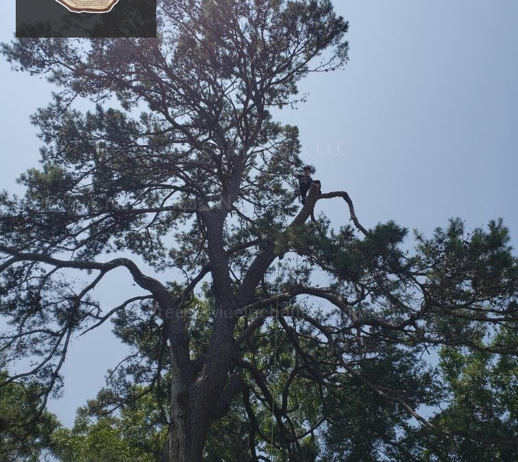 How Can Tree Growth Monitoring Enhance Long-Term Tree Maintenance Strategies