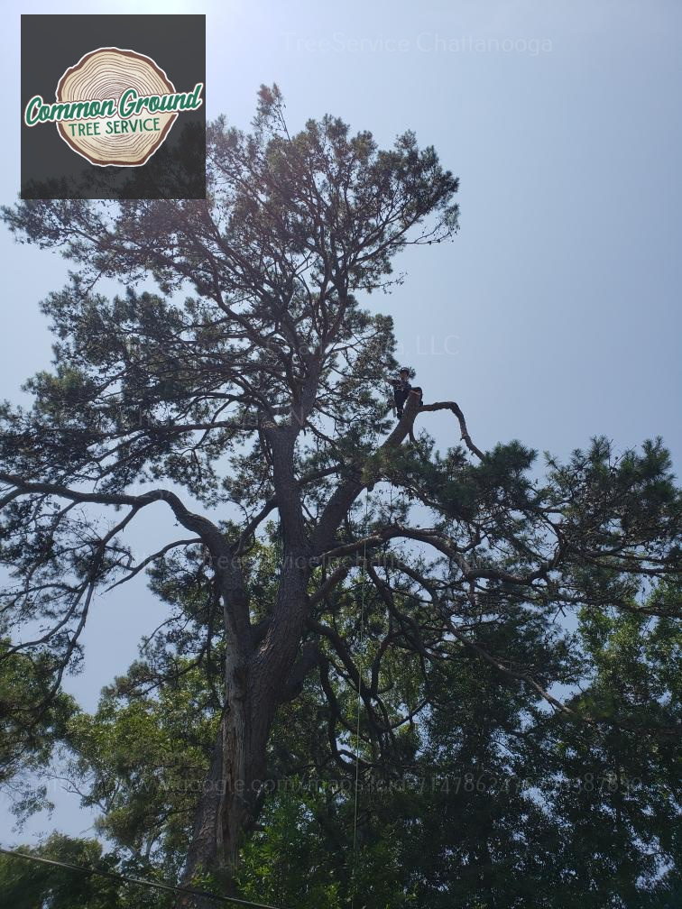 Tree Service Chattanoooga Chattanooga tree service