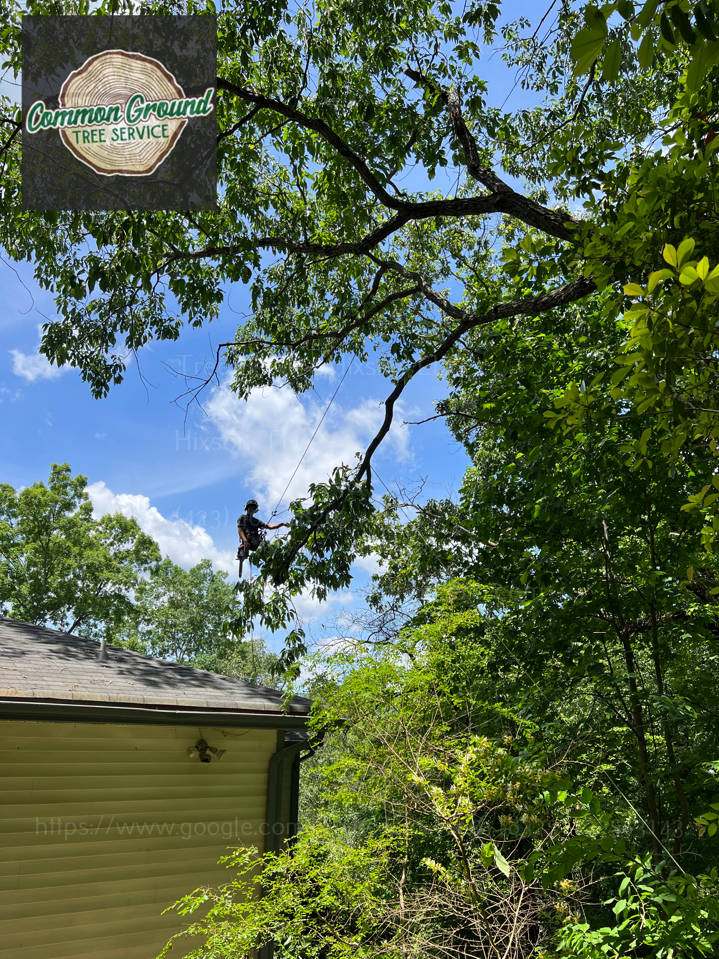 Arborist Arborist Chattanooga