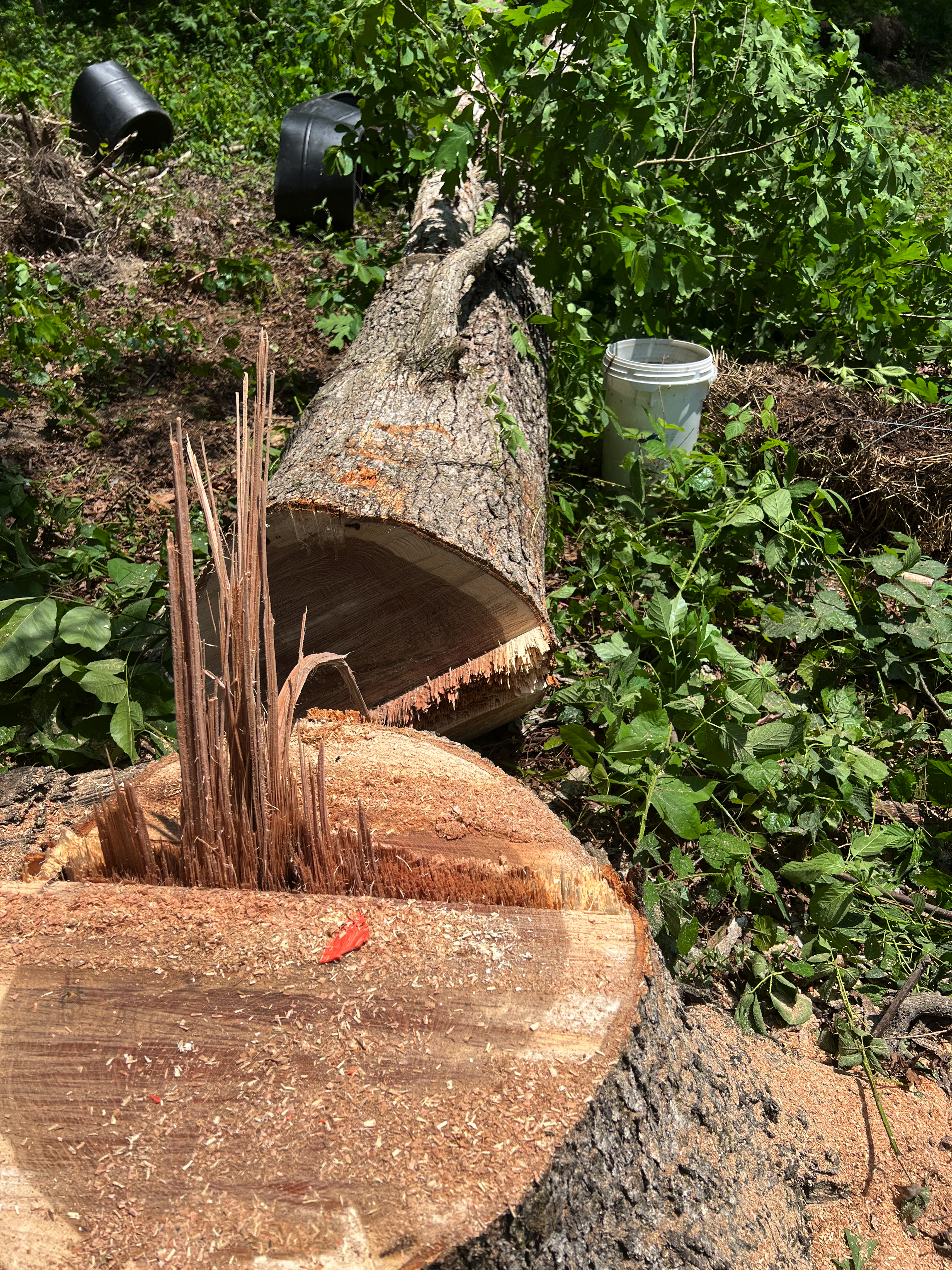 Chattanooga Stump Grinding Chattanooga