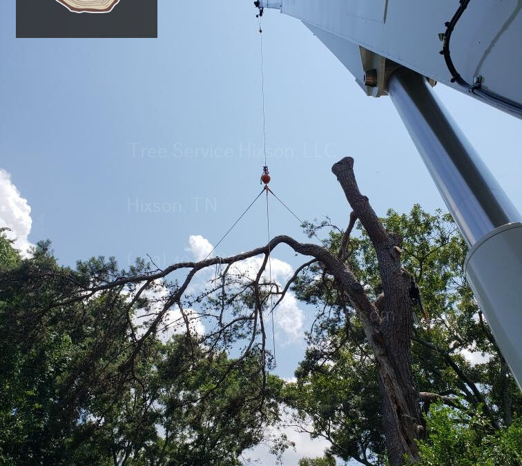 How Does Tree Removal Affect Biodiversity and Wildlife Habitats in Hixson TN
