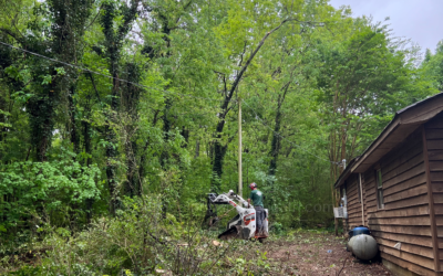 Tips For Choosing A Tree Service