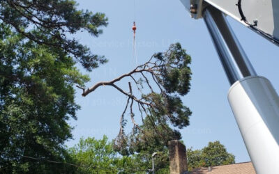 The Benefits Of Regularly Trimming Your Trees In Hixson