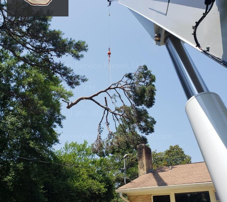 The Benefits Of Regularly Trimming Your Trees In Hixson