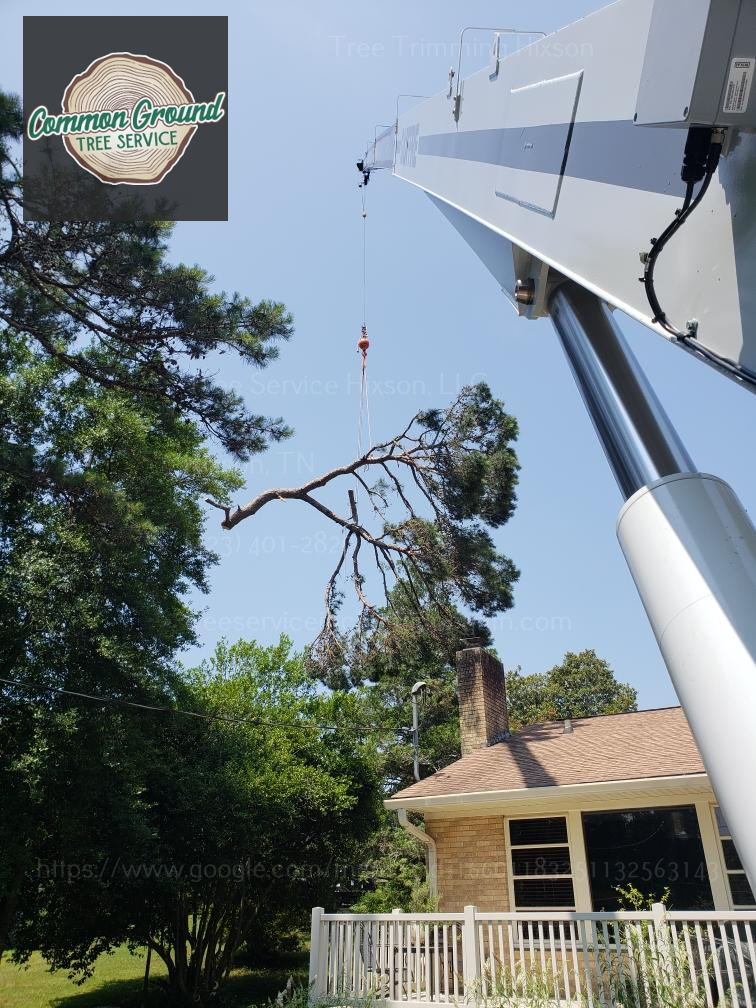 Tree Trimming hixson Tree Trimming hixson