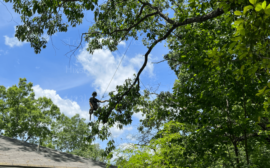 What Situations Necessitate the Use of a Crane in Tree Removal Services in Hixson