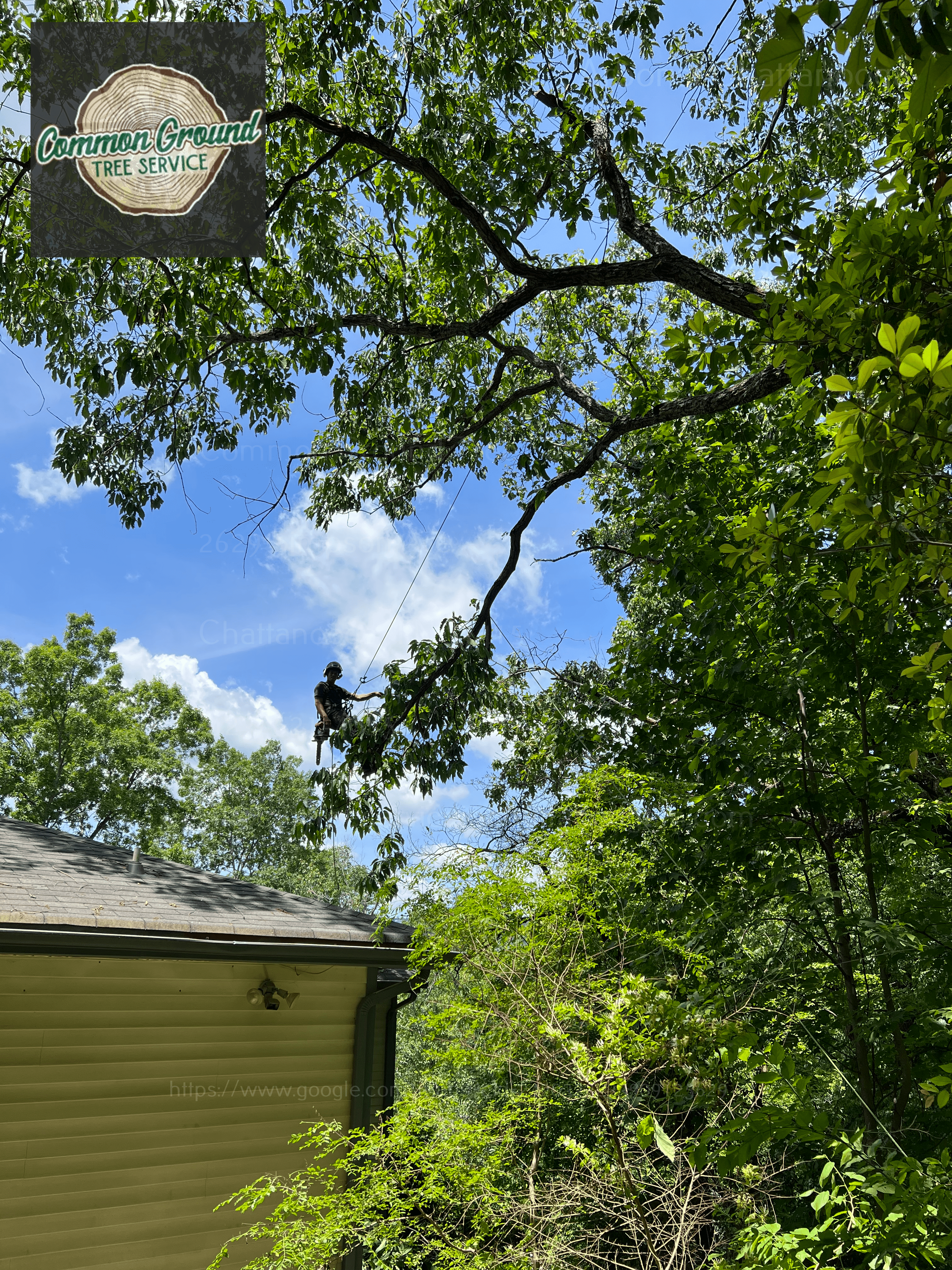 Tree Service Chattanooga TN Chattanooga Tree Service