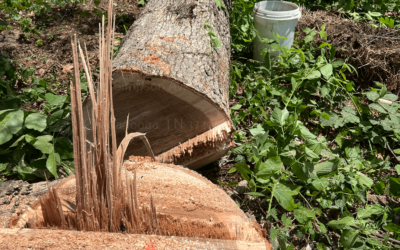 The Advantages Of Regular Stump Grinding Maintenance