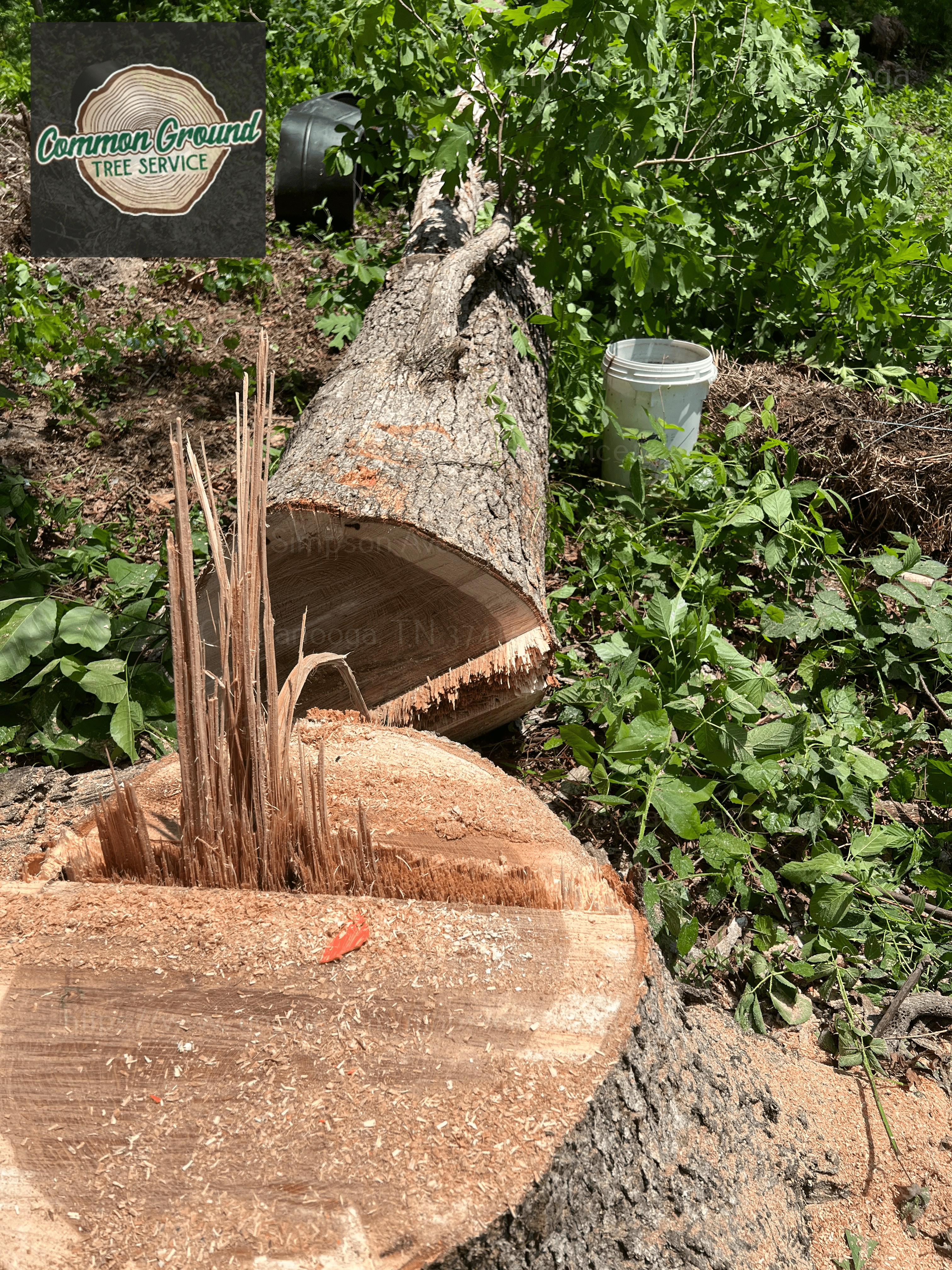 Stump Grinding Chattanooga Stump Grinding Chattanooga