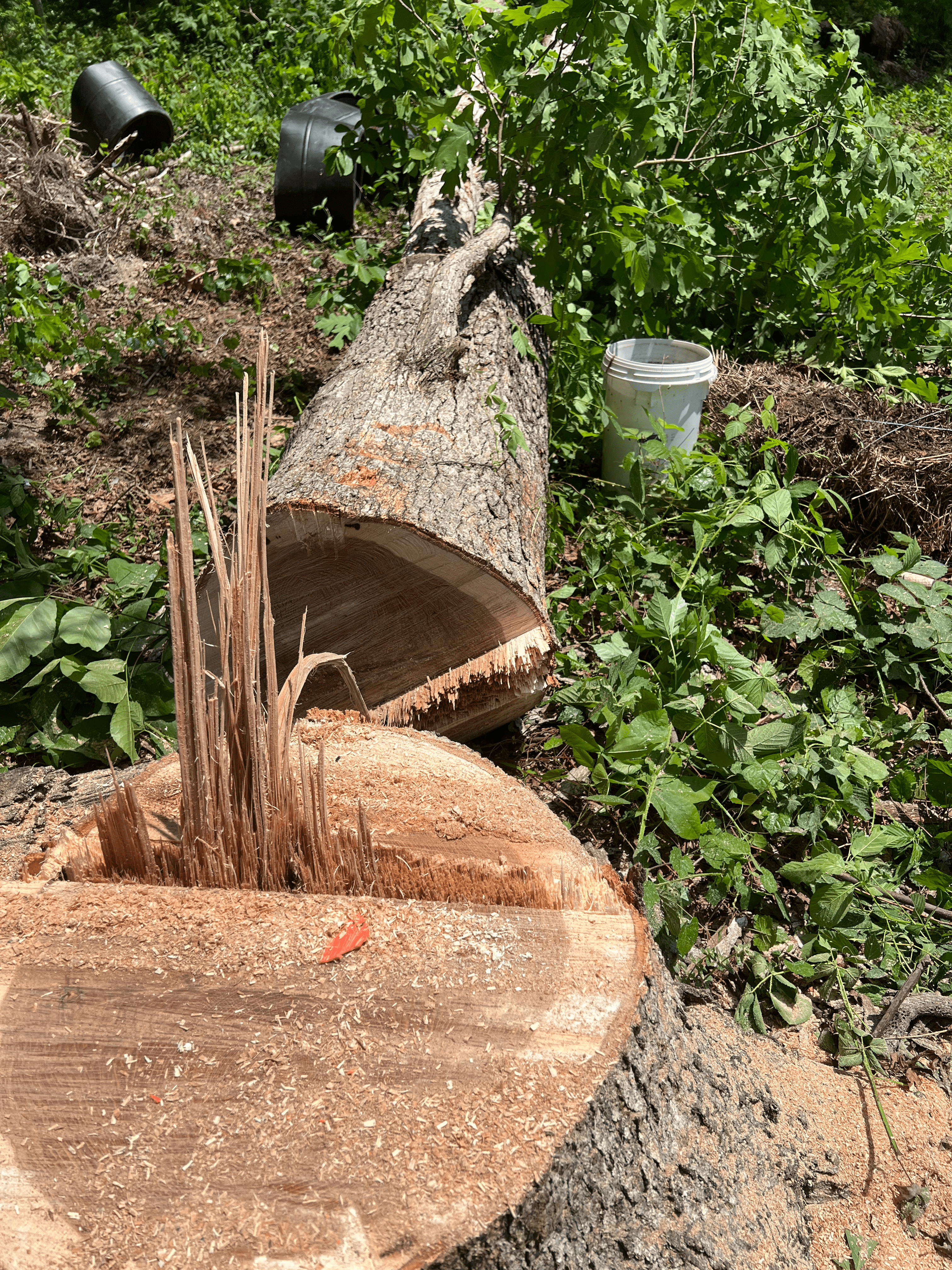 Stump Grinding Hixson TN Stump Grinding Hixson TN
