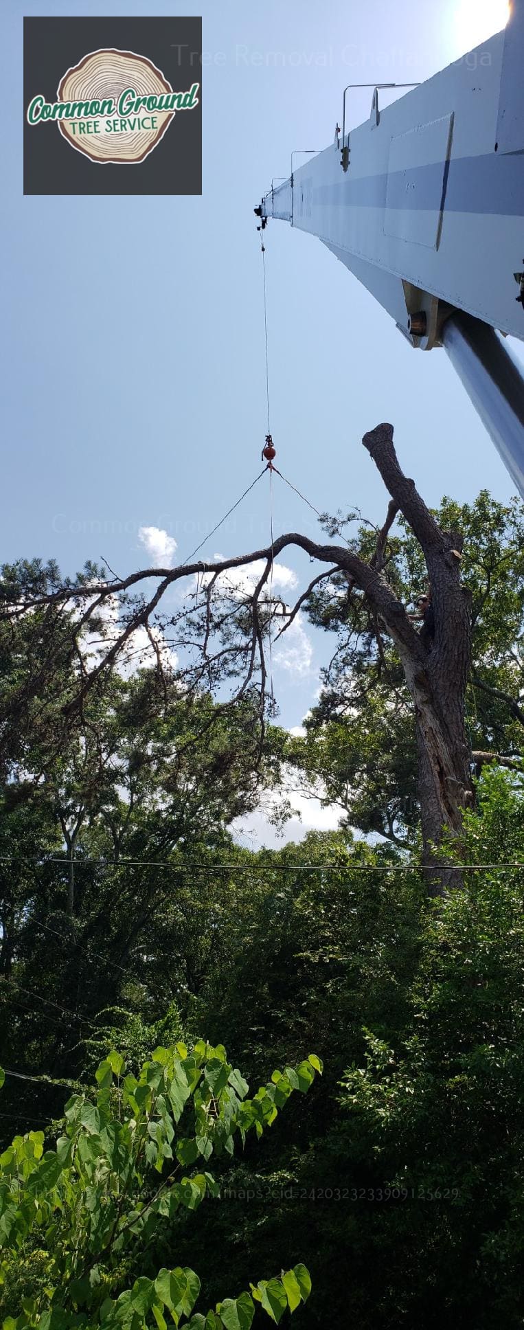 Tree Removal Chattanooga Tree Removal Chattanooga