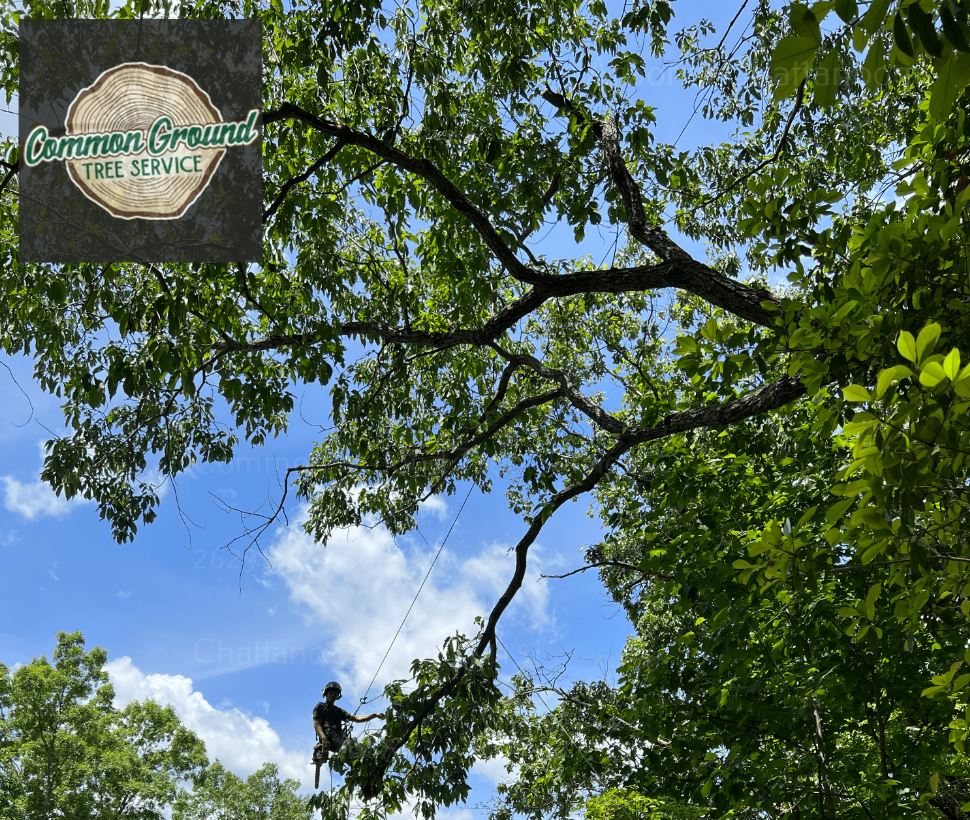 Chattanooga Tree Service Tree Maintenance Chattanooga