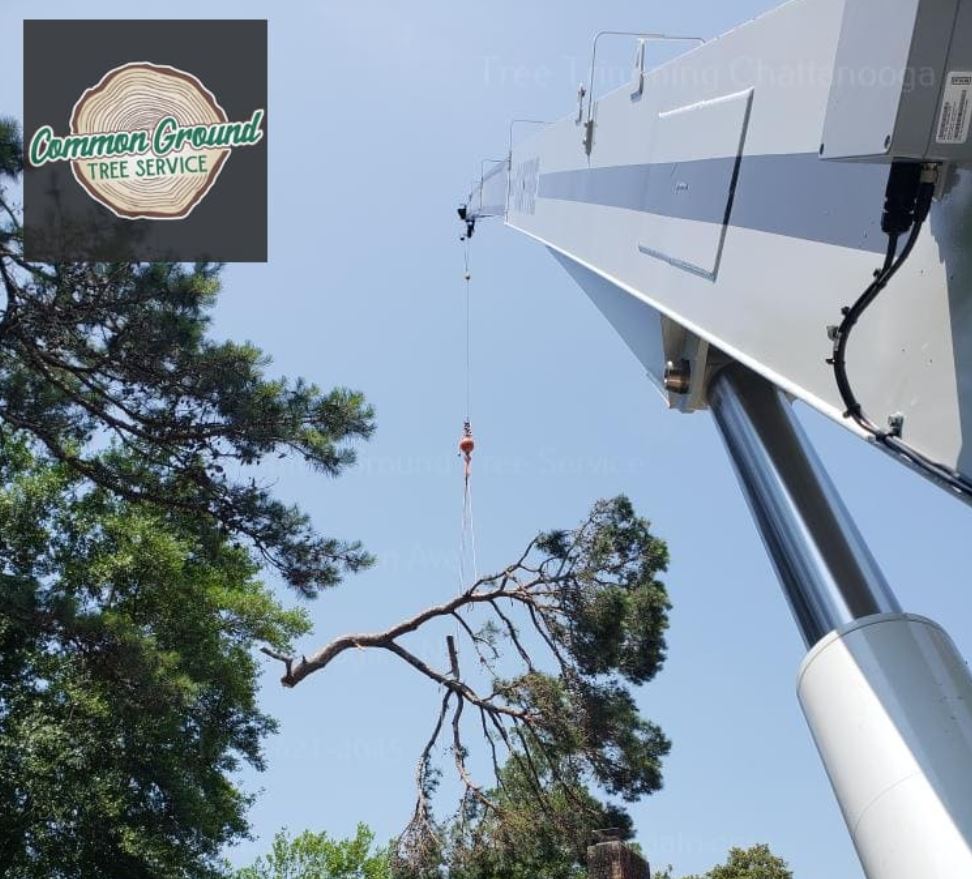 Tree Trimming Chattanooga Tree Trimming Chattanooga