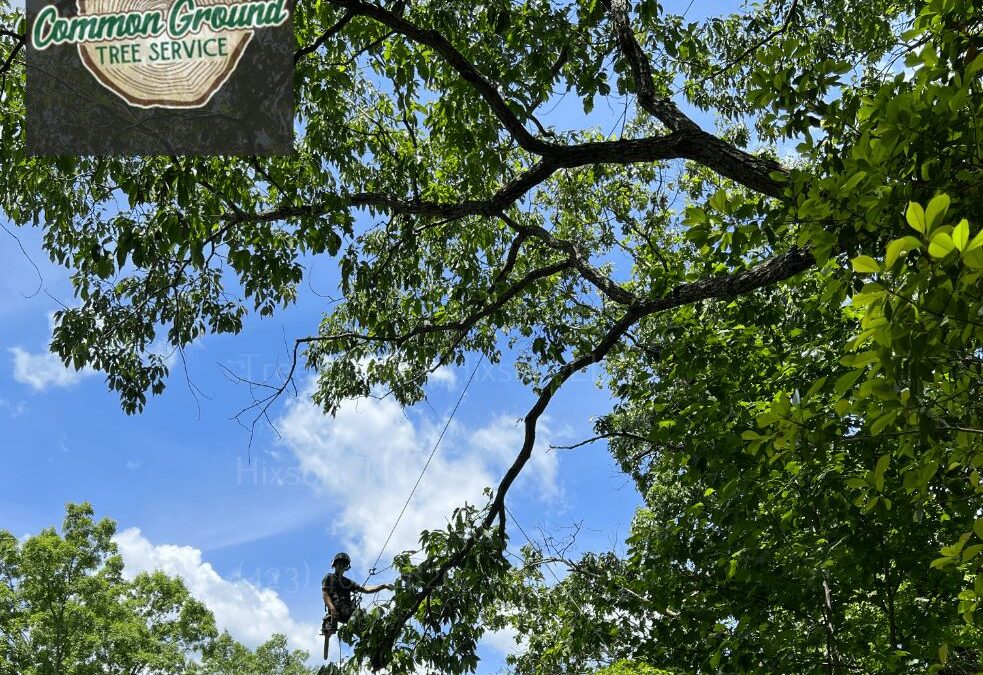 How Can Tree Crane Services Ensure Rapid Response in Emergency Situations
