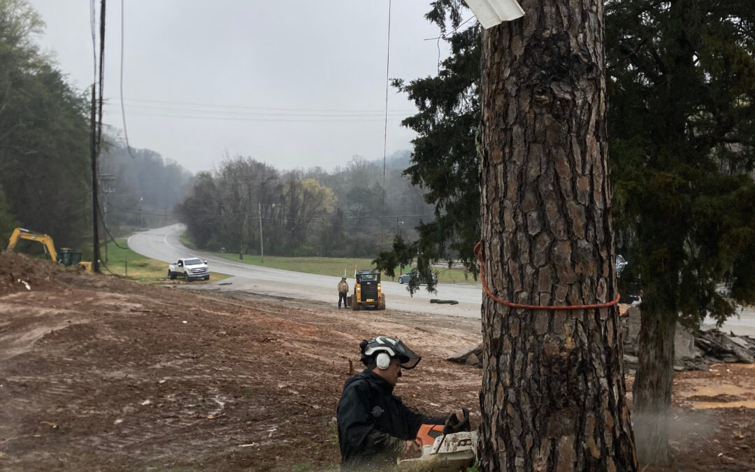 What Equipment is Necessary for the Removal of Exceptionally Large Trees