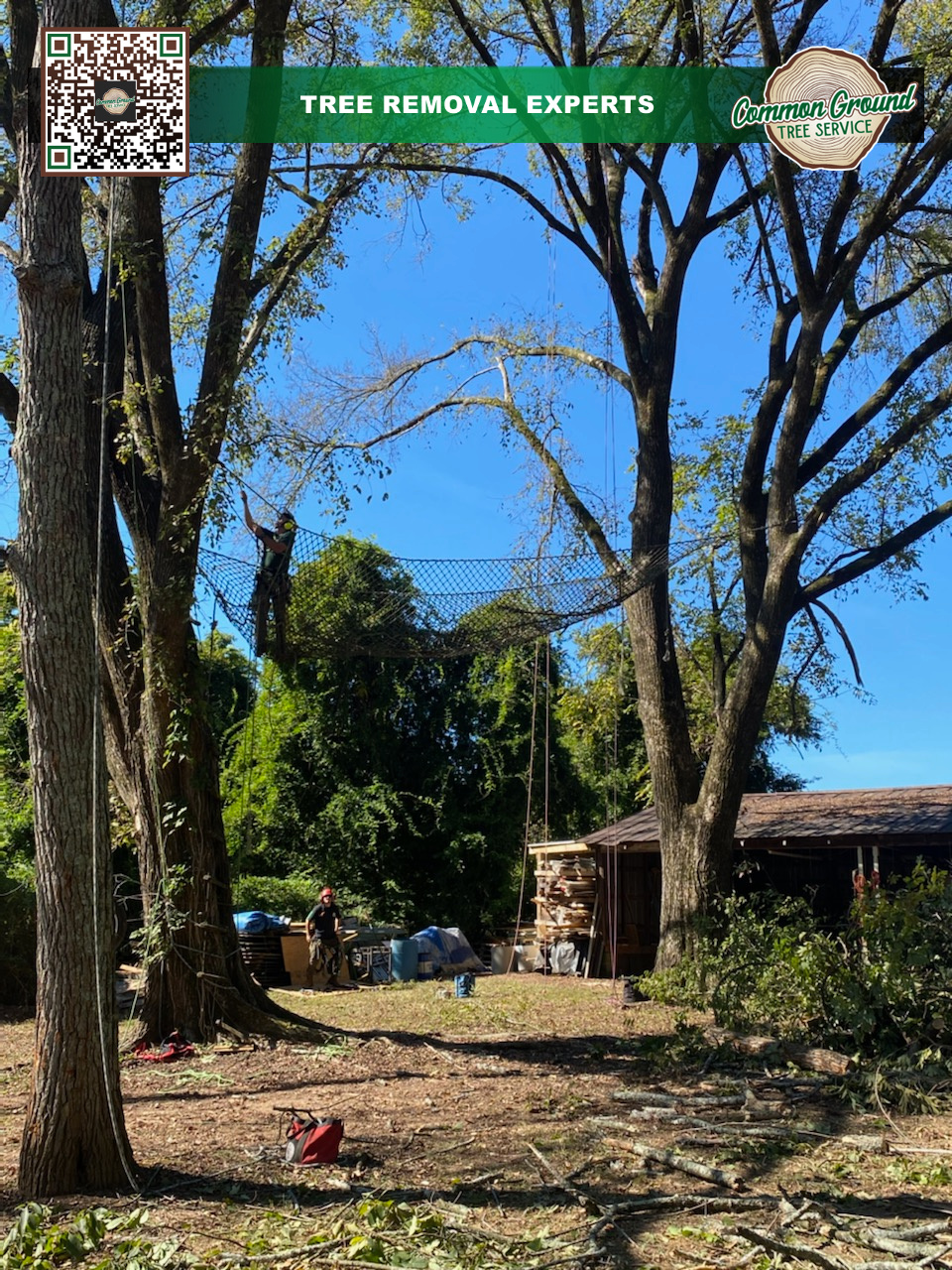 Tree Removal 2 Tree Removal