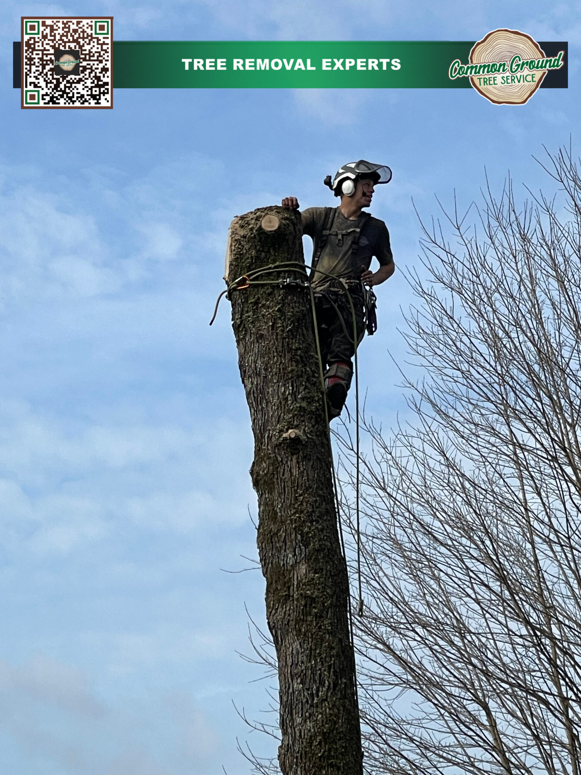 Tree Removal Chattanooga Tree Removal Chattanooga