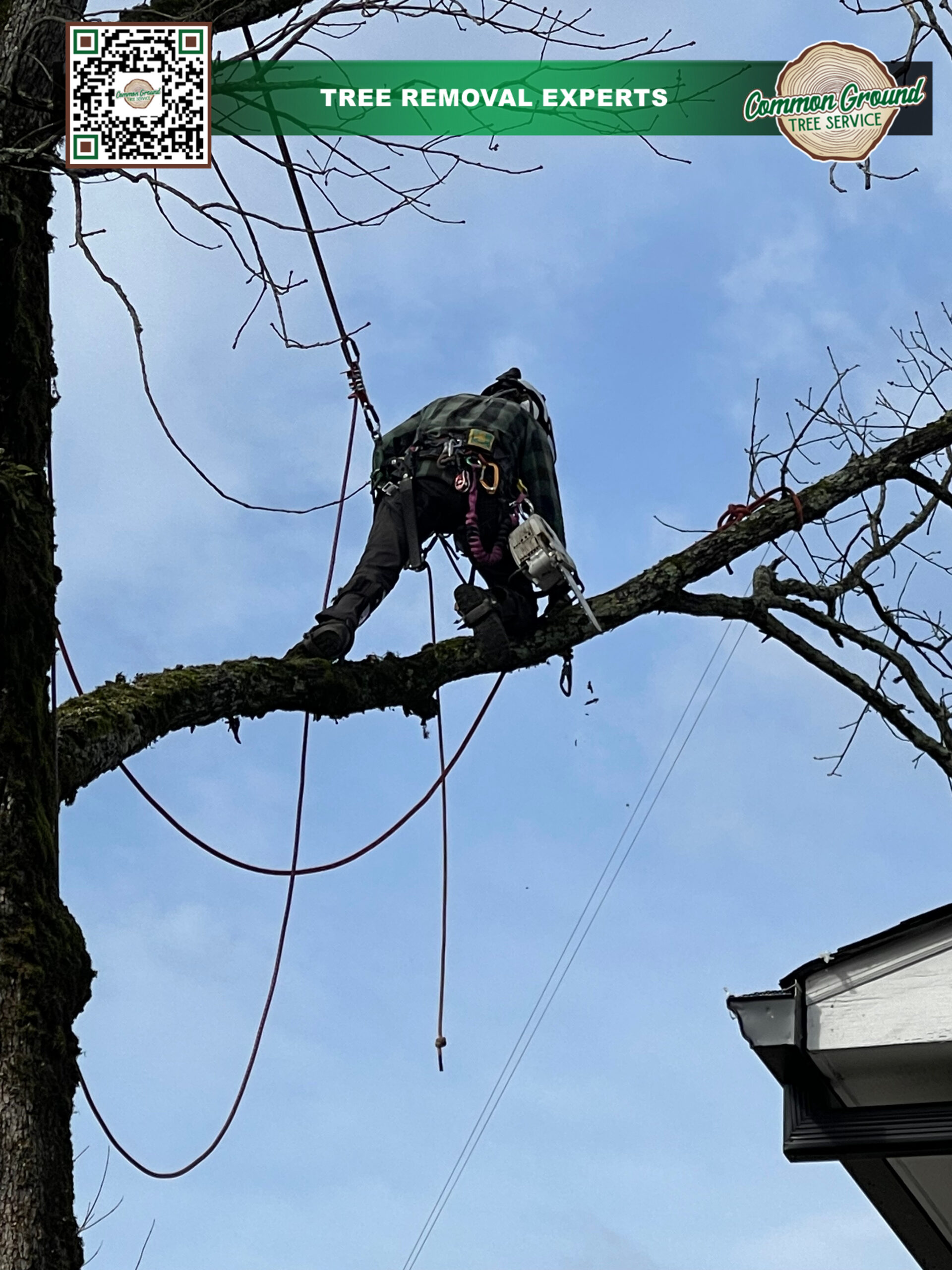 Tree Trimming Chattanooga Tree Trimming Chattanooga