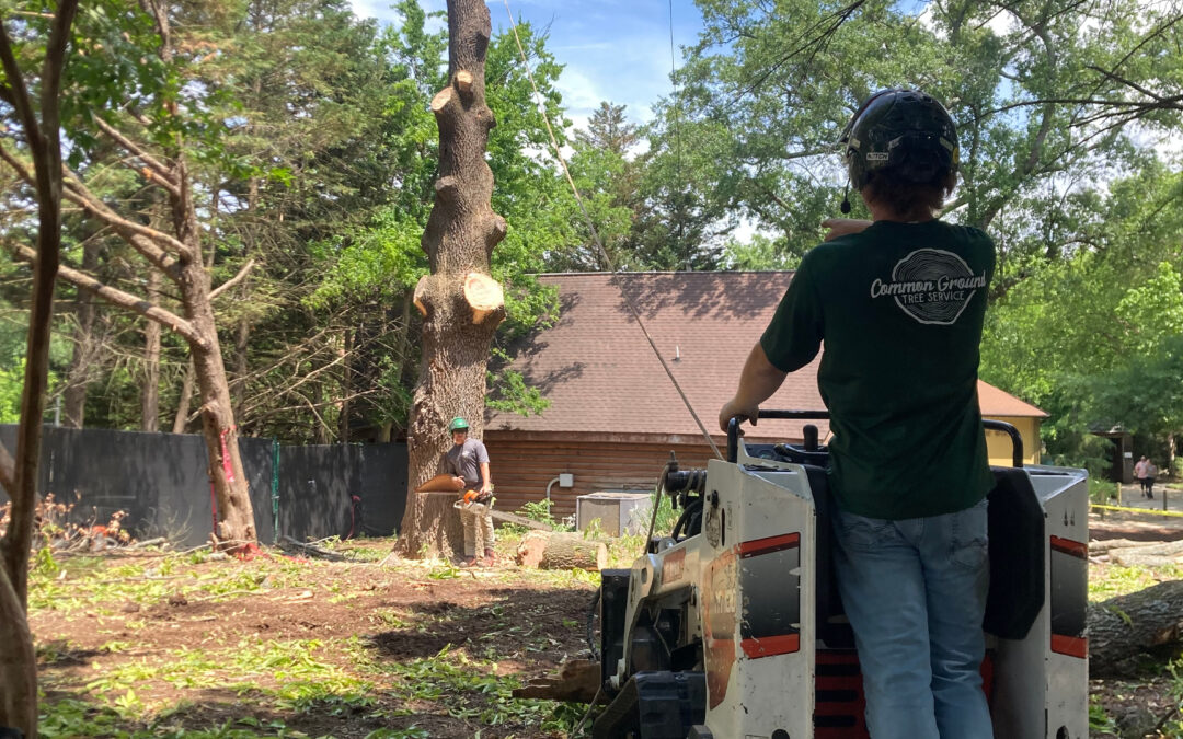 How Can Wildlife Be Protected During Tree Crane Service Operations?