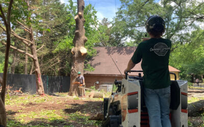 How Can Wildlife Be Protected During Tree Crane Service Operations?