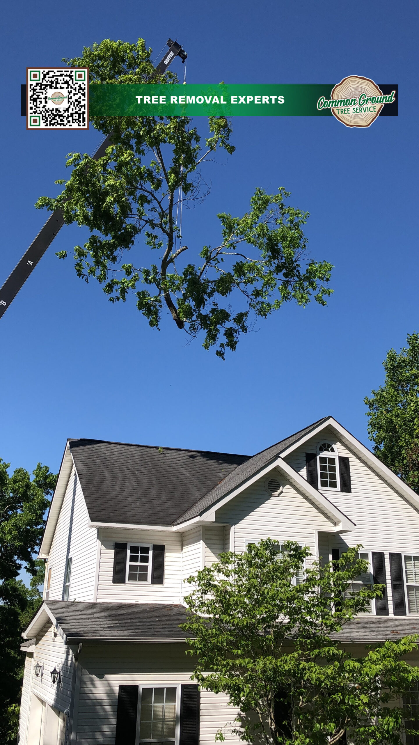 What Are Common Hazards in Tree Work Involving Cranes and How Are They