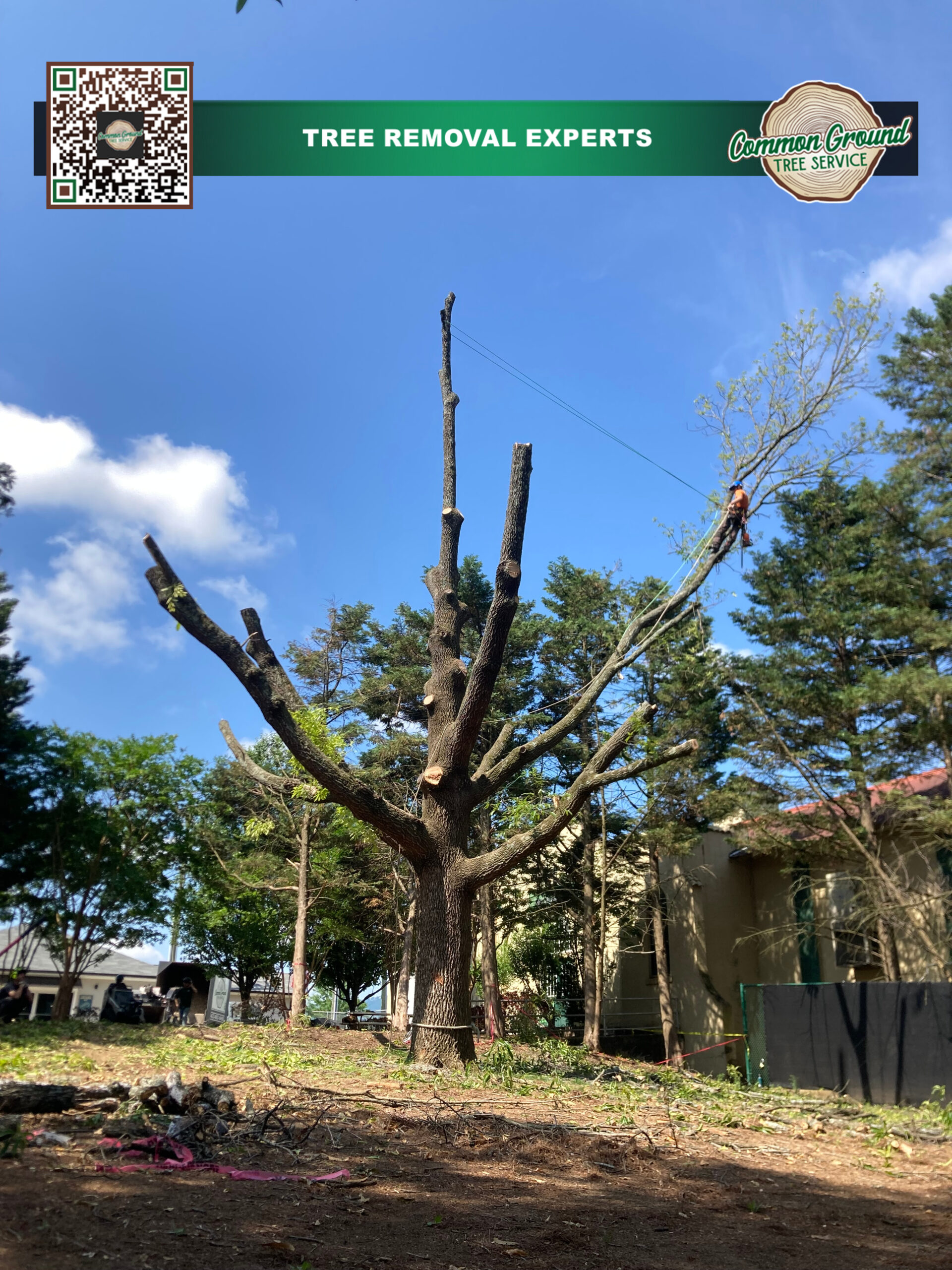 Tree Pruning Chattanooga Tree Pruning Chattanooga