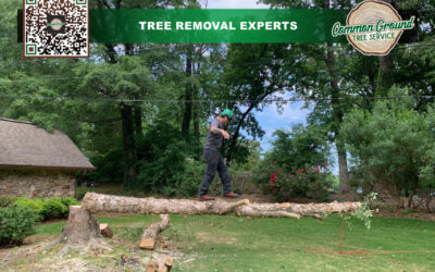What Equipment is Required to Adhere to Safety Standards in Tree Removal?