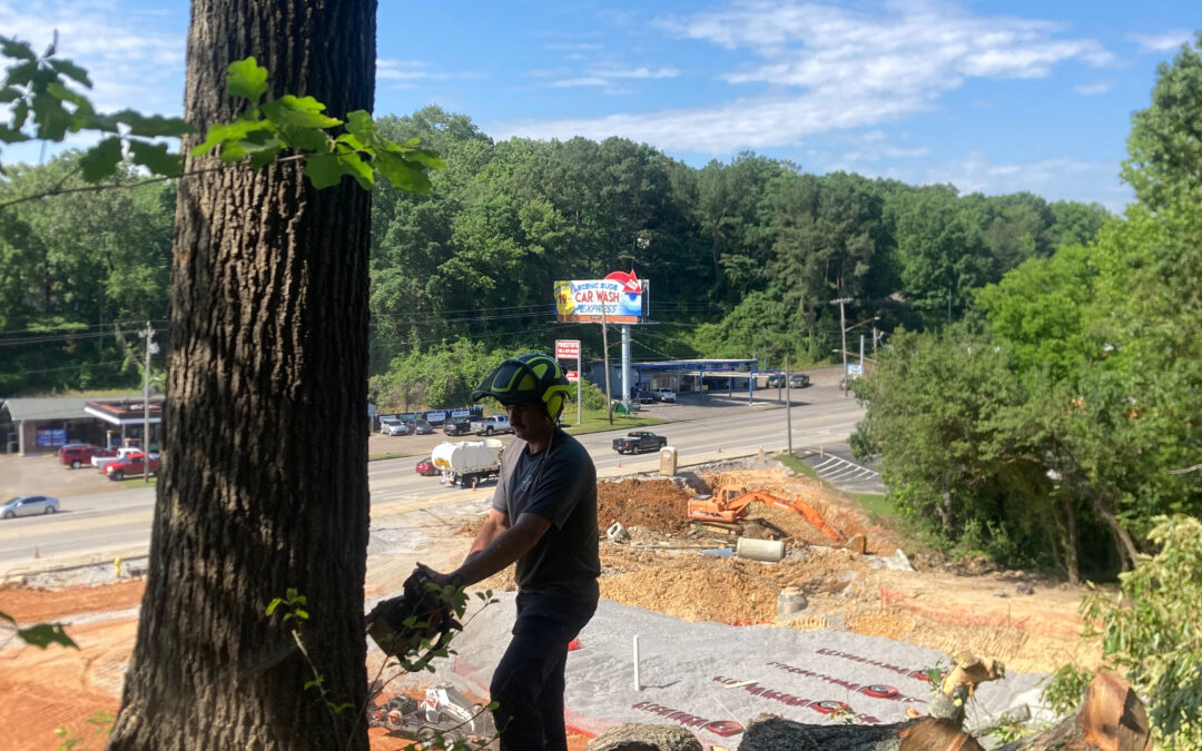When Should You Call for Emergency Tree Removal Services?