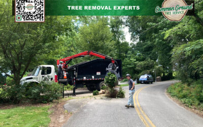How Can You Balance Aesthetics and Health in Tree Trimming Through Pruning?
